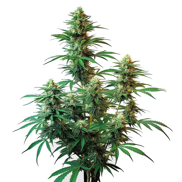 The Sour Diesel Auto cannabis plant with dense buds and green leaves.
