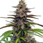 Star Killer cannabis plant with dense buds and a mix of green and purple leaves.
