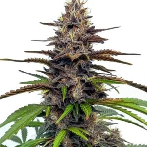 Star Killer cannabis plant with dense buds and a mix of green and purple leaves.