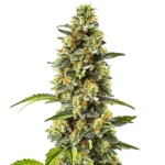 Strawberry Cough cannabis plant with dense, frosty buds and green leaves, producing a sweet strawberry aroma and a smooth, uplifting effect