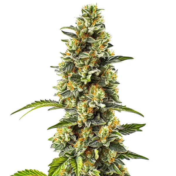 Strawberry Cough cannabis plant with dense, frosty buds and green leaves, producing a sweet strawberry aroma and a smooth, uplifting effect