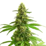 Close-up of a Super Lemon Haze cannabis plant showcasing dense buds and vibrant green leaves.