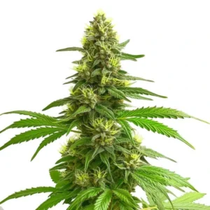 Close-up of a Super Lemon Haze cannabis plant showcasing dense buds and vibrant green leaves.