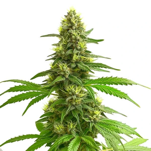 Close-up of a Super Lemon Haze cannabis plant showcasing dense buds and vibrant green leaves.