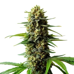 Super Skunk Auto cannabis plant with dense buds, green leaves, and a strong resinous coating, showcasing its robust auto-flowering traits.