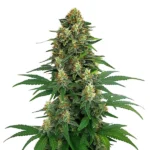 Tangie cannabis strain with dense, frosty buds covered in orange pistils and rich green leaves, known for its citrus aroma and uplifting effects.