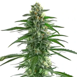 Trainwreck cannabis strain with dense buds and green leaves