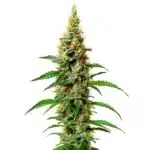 White Rhino cannabis plant with dense trichome-covered buds and green leaves.