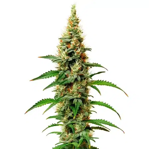 White Rhino cannabis plant with dense trichome-covered buds and green leaves.