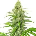 White Widow marijuana buds glistening with white trichomes and orange hairs.