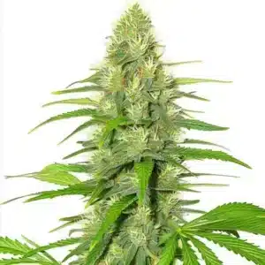 White Widow marijuana buds glistening with white trichomes and orange hairs.