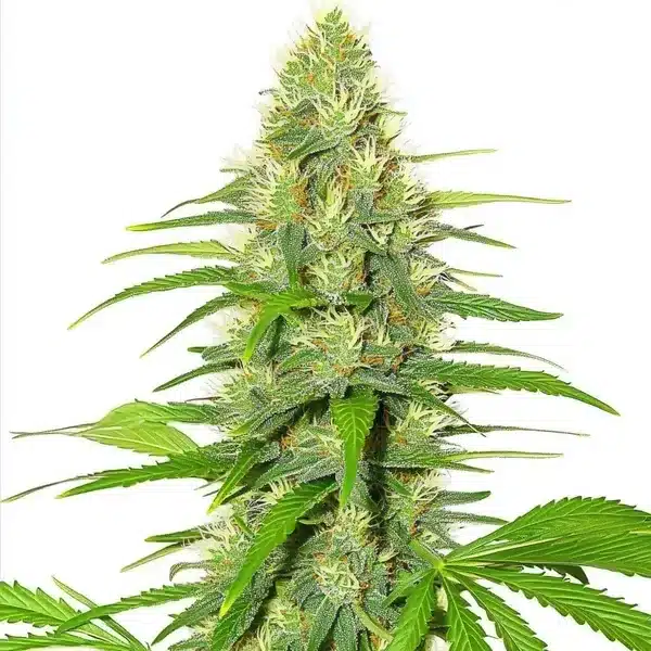 White Widow marijuana buds glistening with white trichomes and orange hairs.