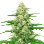 White Widow Autoflower cannabis plant with dense buds, white trichomes, and bright green leave