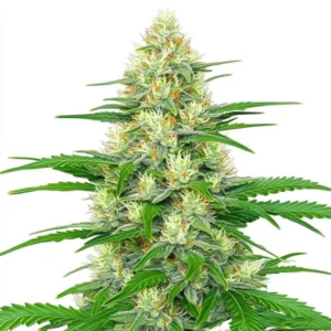 White Widow Autoflower cannabis plant with dense buds, white trichomes, and bright green leave