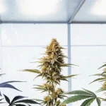 Hyper-realistic digital artwork featuring three distinct cannabis plants in a bright greenhouse, showing variations in bud and leaf color.