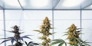 Hyper-realistic digital artwork featuring three distinct cannabis plants in a bright greenhouse, showing variations in bud and leaf color.