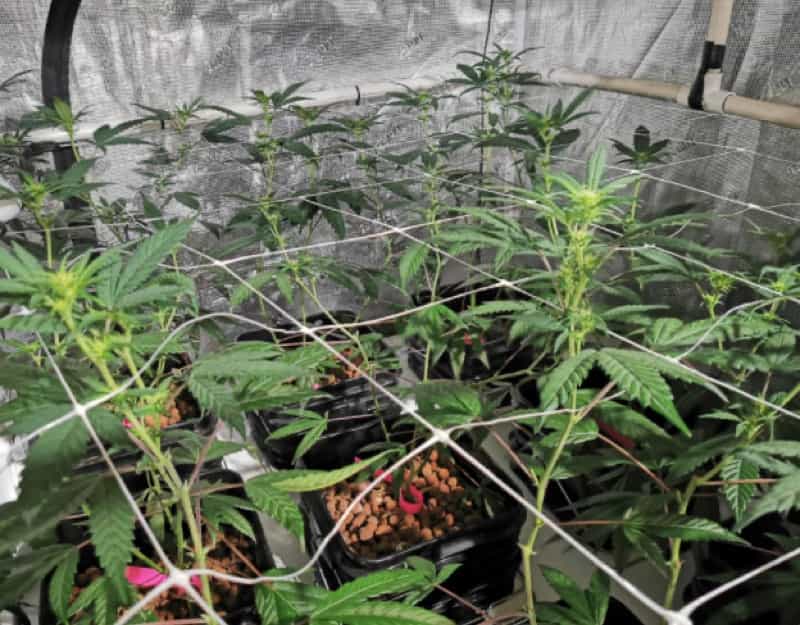 Chocolopez Marijuana Plant Indoor