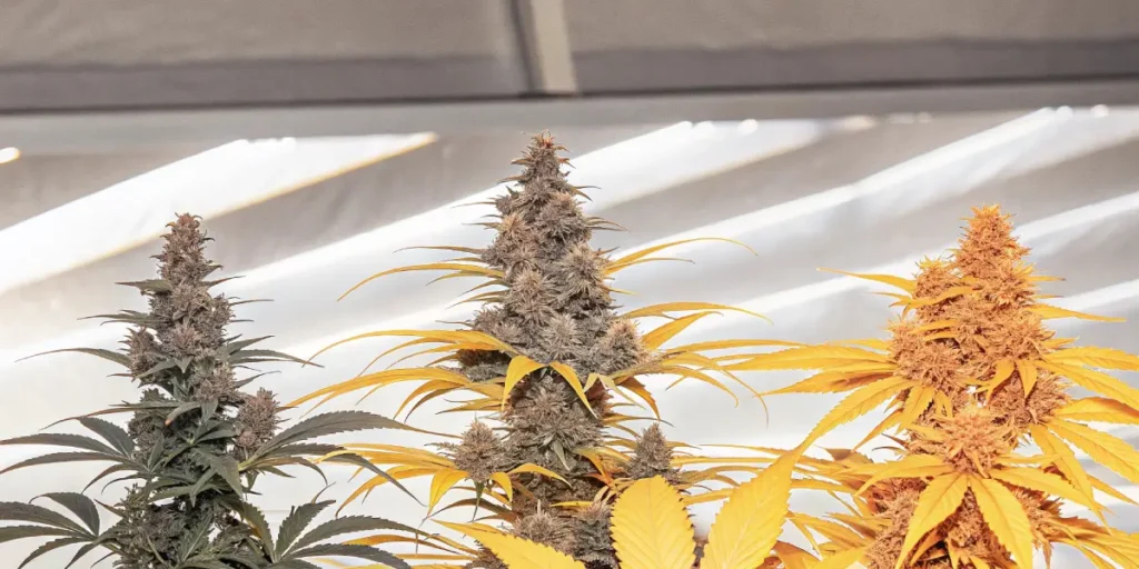 Hyper-realistic digital artwork featuring three cannabis plants with varied colors: purple, golden, and bright orange buds, set against a light background.