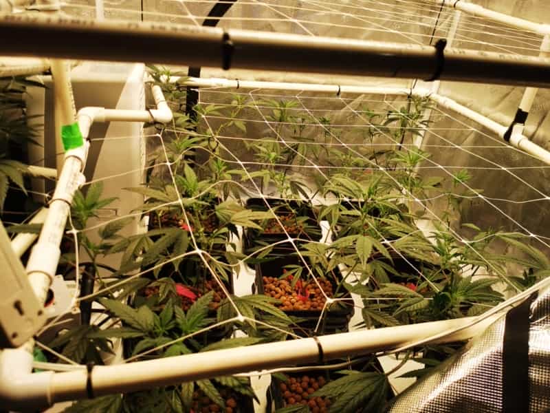 Chocolopez Marijuana Plant Indoor