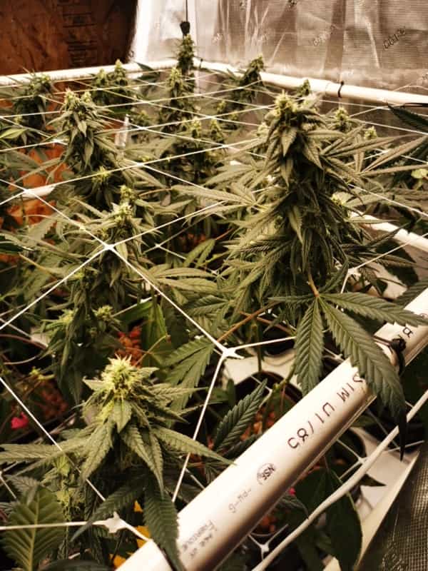 Chocolopez Marijuana Plant Indoor