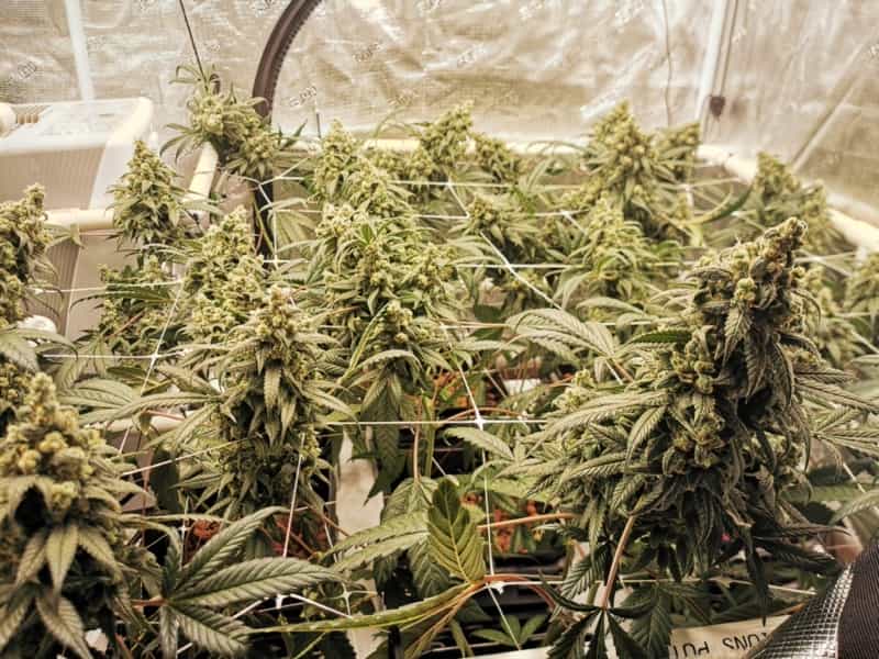 Chocolopez Marijuana Plant Indoor