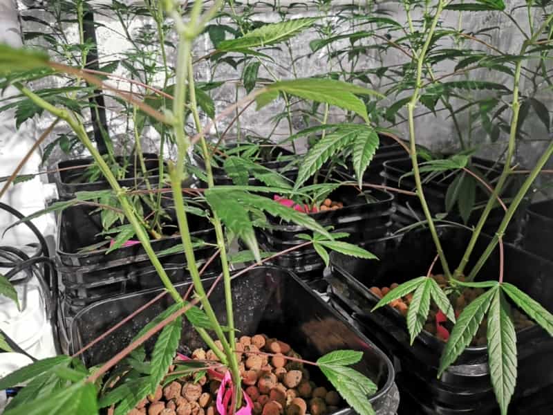 Chocolopez Marijuana Plant Indoor