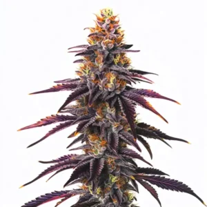 Runtz cannabis strain with purple buds, coated in resinous trichomes and orange pistils, showcasing its frosty and colorful appearance.