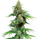 AK 59 cannabis plant with dense, resin-coated buds and vibrant green leaves under studio lighting.