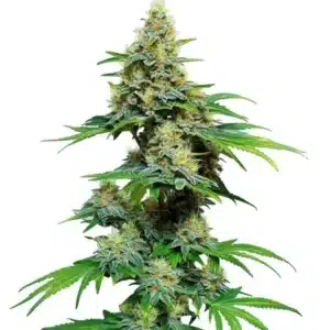 AK 59 cannabis plant with dense, resin-coated buds and vibrant green leaves under studio lighting.
