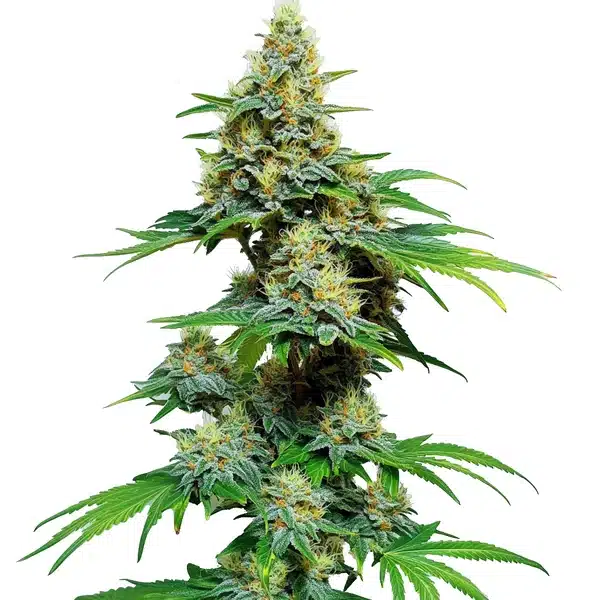 AK 59 cannabis plant with dense, resin-coated buds and vibrant green leaves under studio lighting.