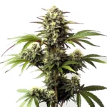 Alaskan Purple strain with frosty purple buds and vibrant green leaves.