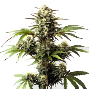 Alaskan Purple strain with frosty purple buds and vibrant green leaves.