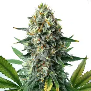 Alien OG Fast Version plant with dense trichome-coated buds and orange pistils.