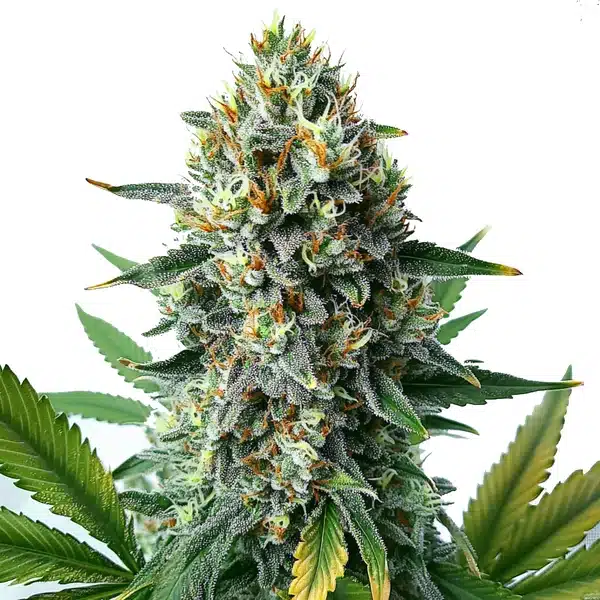 Alien OG Fast Version plant with dense trichome-coated buds and orange pistils.