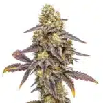 Alien Technology x Do-Si-Dos cannabis cola with frosty trichomes and deep purple sugar leaves.