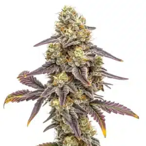 Alien Technology x Do-Si-Dos cannabis cola with frosty trichomes and deep purple sugar leaves.