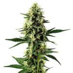 Aurora Indica strain with resinous, dense buds and lush green foliage from Blimburn Seeds