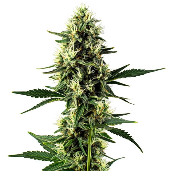 Aurora Indica strain with resinous, dense buds and lush green foliage from Blimburn Seeds