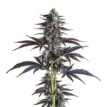 Banana Punch cannabis plant with frosty buds and vibrant tropical hues from Blimburn Seeds
