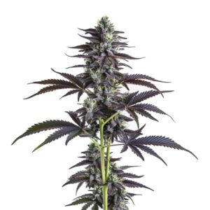 Banana Punch cannabis plant with frosty buds and vibrant tropical hues from Blimburn Seeds