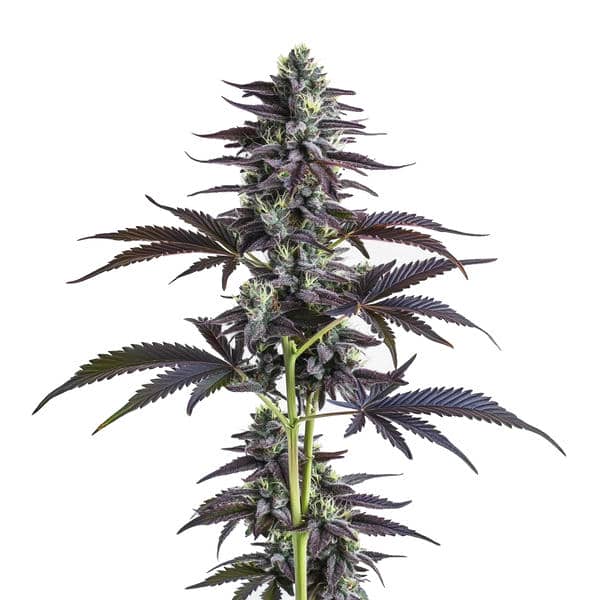 Banana Punch cannabis plant with frosty buds and vibrant tropical hues from Blimburn Seeds