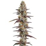 Banana Sherbet strain with bright green buds and tropical aroma from Blimburn Seeds