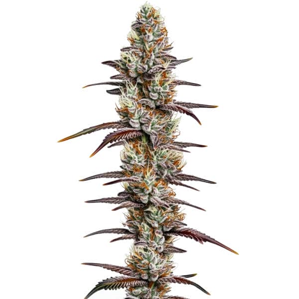 Banana Sherbet strain with bright green buds and tropical aroma from Blimburn Seeds