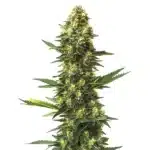 Big Bud Fast Version cannabis plant with large, resinous buds.