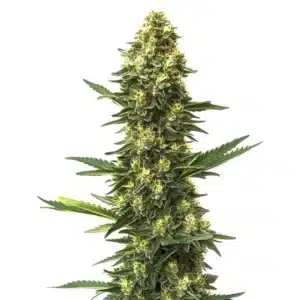 Big Bud Fast Version cannabis plant with large, resinous buds.