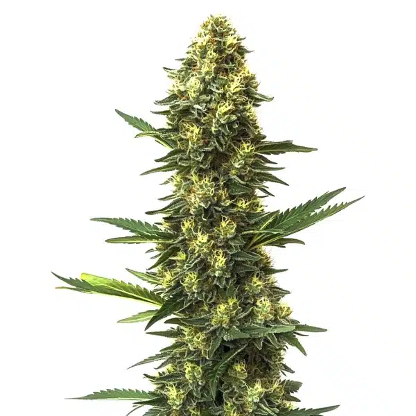 Big Bud Fast Version cannabis plant with large, resinous buds.