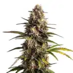 Black Domina x Banana Kush flower with yellow-green buds, orange hairs, and sugary crystals