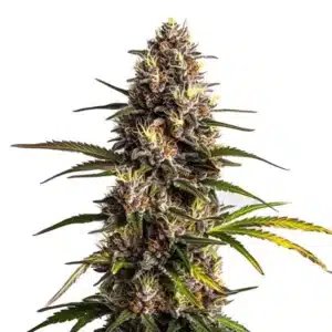 Black Domina x Banana Kush flower with yellow-green buds, orange hairs, and sugary crystals