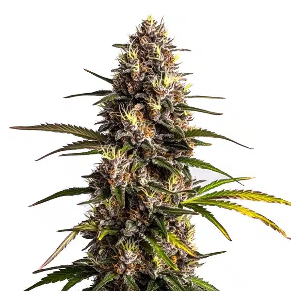 Black Domina x Banana Kush flower with yellow-green buds, orange hairs, and sugary crystals