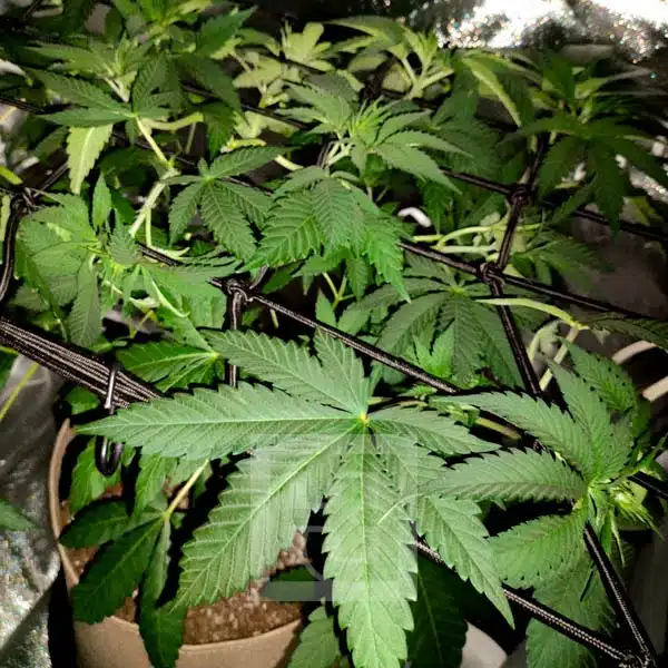 Blackberry Moonrocks leafs